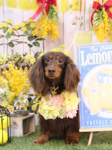 20240428ルナちゃん